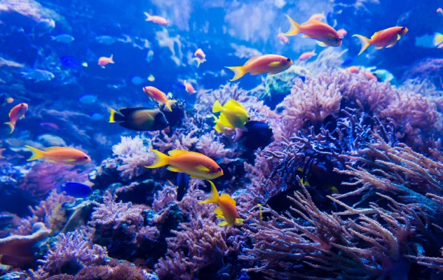 Marine Life